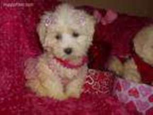 Bichon Frise Puppy for sale in West Bloomfield, MI, USA