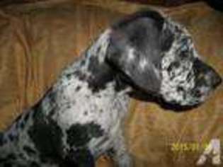 Mutt Puppy for sale in THE PLAINS, OH, USA