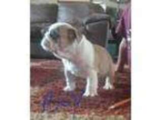 Bulldog Puppy for sale in Alpena, AR, USA
