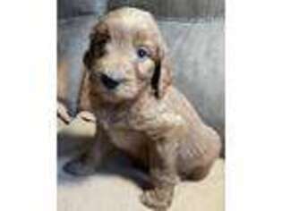 Goldendoodle Puppy for sale in Danvers, MA, USA