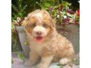 Mutt Puppy for sale in West Grove, PA, USA
