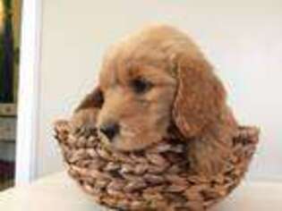 Goldendoodle Puppy for sale in Providence, RI, USA