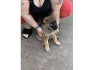 German Shepherd Dog Puppy for sale in Spanaway, WA, USA