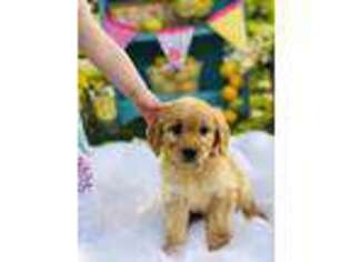 Goldendoodle Puppy for sale in Bloomfield, MO, USA