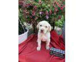 Labrador Retriever Puppy for sale in Friendsville, MD, USA