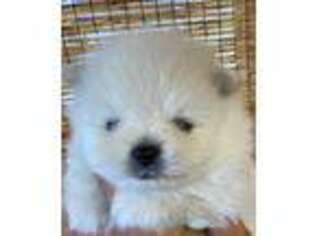 Pomeranian Puppy for sale in Greenville, GA, USA
