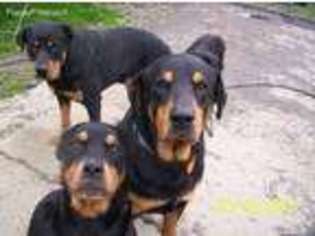 Rottweiler Puppy for sale in Corning, CA, USA