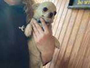 Chihuahua Puppy for sale in Rye, NH, USA