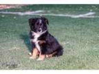 Australian Shepherd Puppy for sale in Litchfield Park, AZ, USA