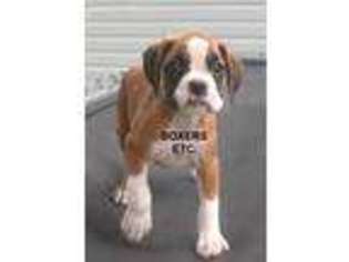 Boxer Puppy for sale in Nicholls, GA, USA