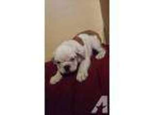 Bulldog Puppy for sale in GRAY COURT, SC, USA
