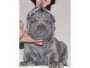 Cane Corso Puppy for sale in Springtown, TX, USA