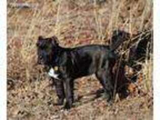 Cane Corso Puppy for sale in Amherst, VA, USA