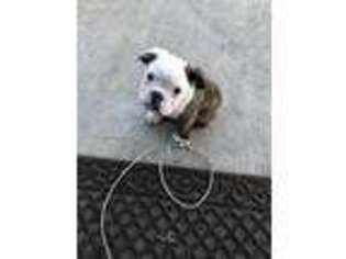 Bulldog Puppy for sale in Goshen, IN, USA