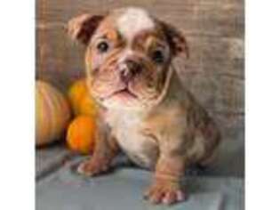 Bulldog Puppy for sale in Ligonier, IN, USA