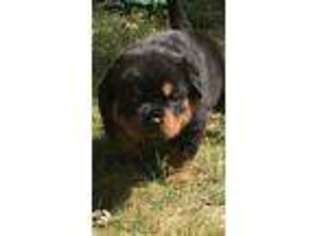 Rottweiler Puppy for sale in Sidney, IL, USA