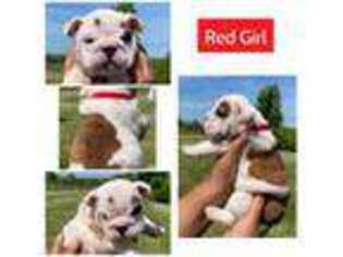 Bulldog Puppy for sale in Crittenden, KY, USA