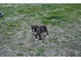 Boxer Puppy for sale in Dunkirk, MD, USA