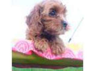 Cavapoo Puppy for sale in Howe, IN, USA