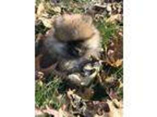 Pomeranian Puppy for sale in Lone Rock, WI, USA