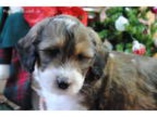 Mutt Puppy for sale in Adrian, MI, USA