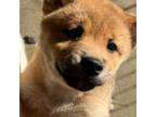 Shiba Inu Puppy for sale in Tracy, CA, USA
