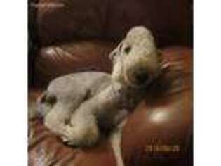 Bedlington Terrier Puppy for sale in Huntington, NY, USA