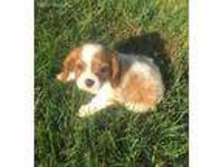 Cavalier King Charles Spaniel Puppy for sale in Chicago, IL, USA