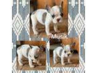French Bulldog Puppy for sale in Wellston, OK, USA
