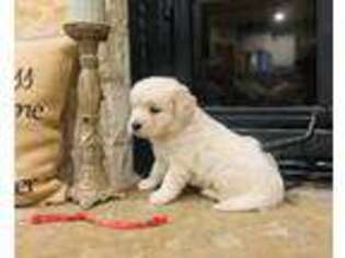 Mutt Puppy for sale in Whitesboro, TX, USA