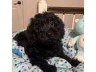 Schnoodle (Standard) Puppy for sale in Moreno Valley, CA, USA