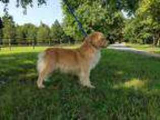 Golden Retriever Puppy for sale in Norwood, NC, USA