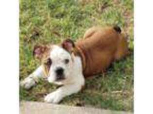 Bulldog Puppy for sale in Tuttle, OK, USA