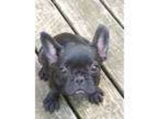 French Bulldog Puppy for sale in Etowah, TN, USA