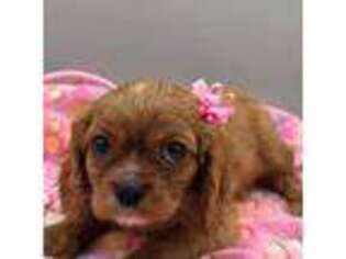 Cavalier King Charles Spaniel Puppy for sale in Amboy, IN, USA