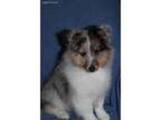 Shetland Sheepdog Puppy for sale in Owosso, MI, USA