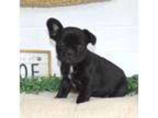 French Bulldog Puppy for sale in Kinzers, PA, USA