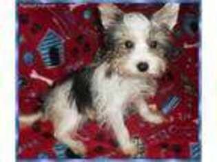 Yorkshire Terrier Puppy for sale in Dandridge, TN, USA