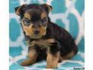 Yorkshire Terrier Puppy for sale in Charlottesville, VA, USA