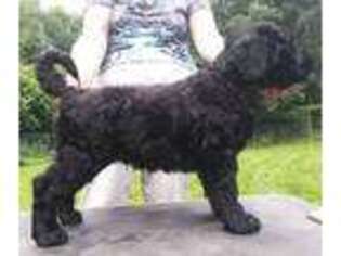 Black Russian Terrier Puppy for sale in Valley Center, CA, USA