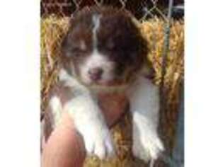 Alaskan Malamute Puppy for sale in Hooper, UT, USA