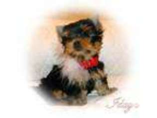 Yorkshire Terrier Puppy for sale in PARK FALLS, WI, USA