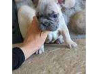 French Bulldog Puppy for sale in Byers, CO, USA