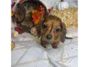 Dachshund Puppy for sale in Fort Lee, NJ, USA