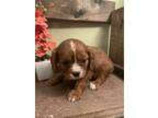 Cavalier King Charles Spaniel Puppy for sale in Amboy, IN, USA