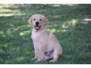 Labrador Retriever Puppy for sale in Waddell, AZ, USA