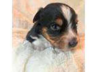 Miniature Australian Shepherd Puppy for sale in Central Point, OR, USA