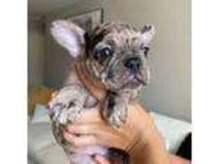 French Bulldog Puppy for sale in Parlin, NJ, USA