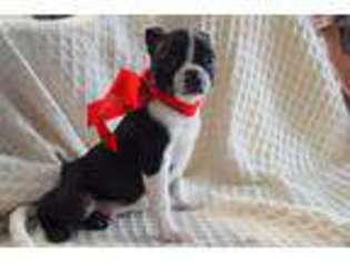 Boston Terrier Puppy for sale in Riceville, IA, USA