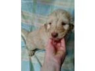 Labradoodle Puppy for sale in Claremont, NC, USA